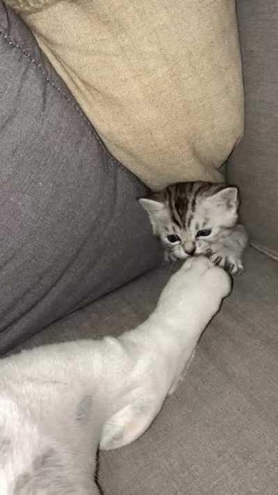 To eat my dog friend.