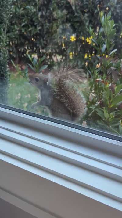Baby squirrel came back and was eating breakfast!