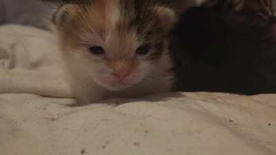 Apricot in Jail for her Smol Crimes (No Sound)