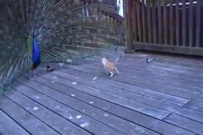 Tail-Full of Cat Toys