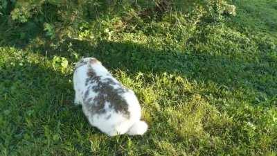 Doug's first time outside not being held. 🥰