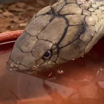This is how snakes drink water.