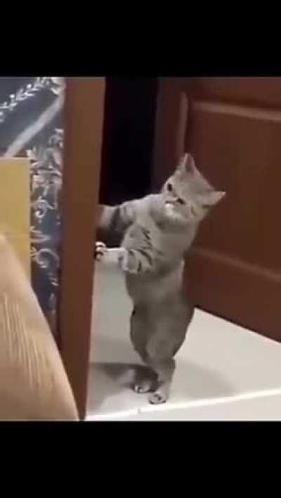 скандалят на иностранном языке