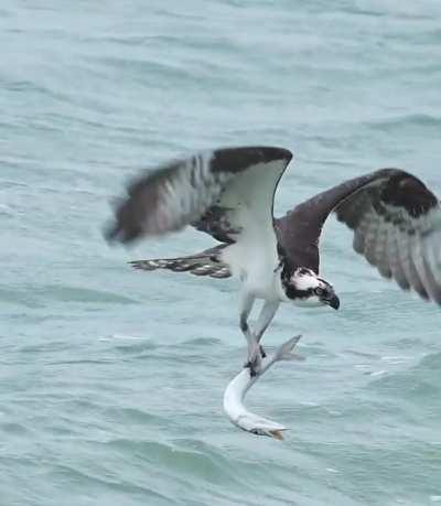 Osprey catching barracuda