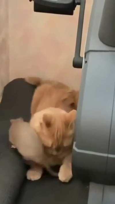 A little annoying friend