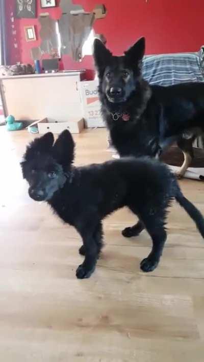 Like father, like son