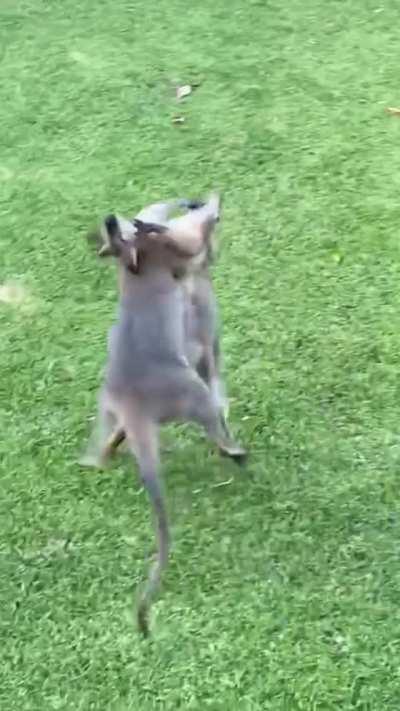 Kangaroos turned my yard into boxing ring (K.O. at end) 🥊