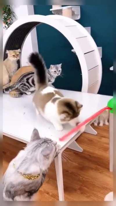 A test of intelligence and leadership skills