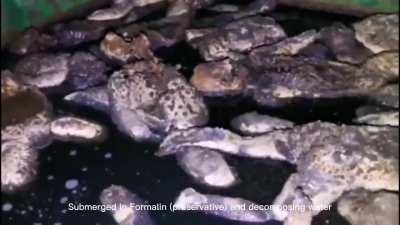 [NSFW-GRUESOME]Chinese decomposing infant pool video 1 and 2 婴儿尸池 the infamous “February” video. “December” organ harvest videos infant pool (11 months later)(4/4) in my post history (DO NOT WATCH WITHOUT DESCRIPTION)