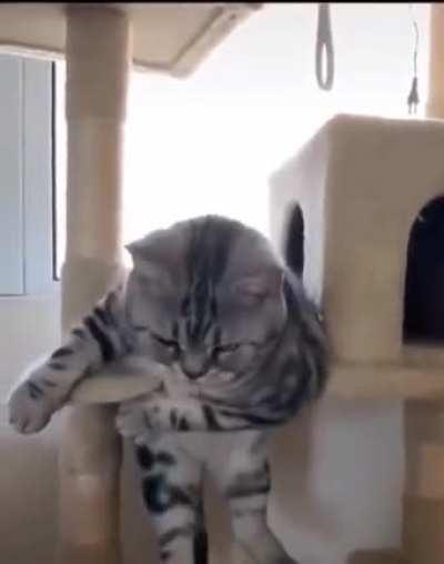 Big CHONK trying his best.