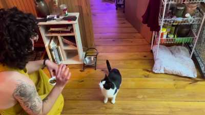 Every night, my friend plays the kibble game with Sybil and every night, she squeaks in excitement