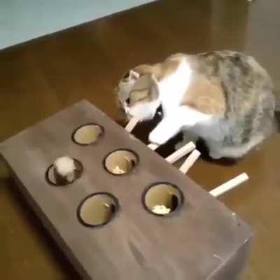 That's an ingenious cat toy