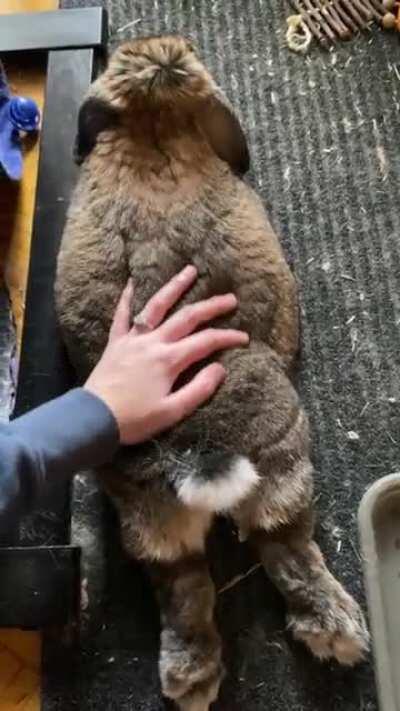 After 4 years this pancake finally let me pet him without pulling his feet in!!! Everybody: meet George!