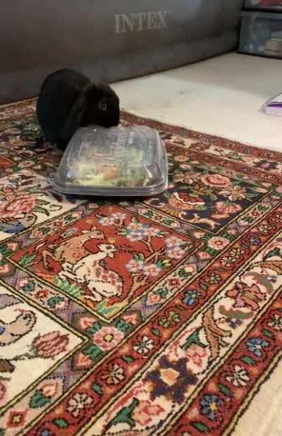 Dis my salad now hooman (dw I didn't let her get inside)