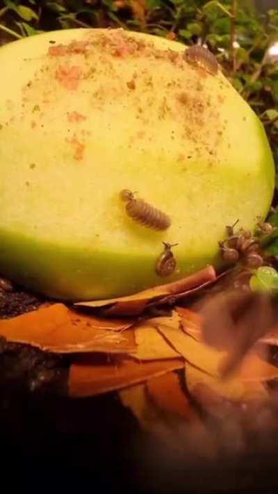 Apple Bug