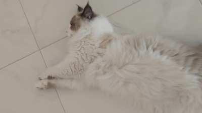 Actual footage of my cat putting up with my shit