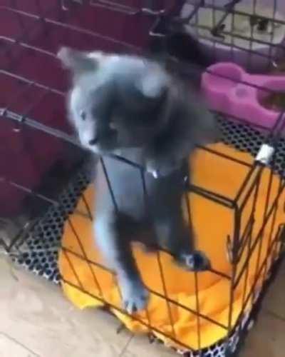 to cage the cat
