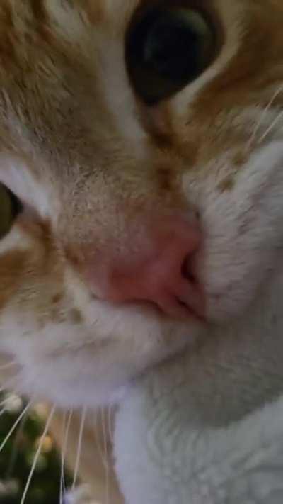 he's using his turn with the brain cell to chew on blankets, he does this every night 😭