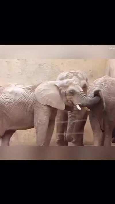 Thanks, I hate elephants