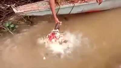 Piranhas devouring the remaining meat on a cattle skull