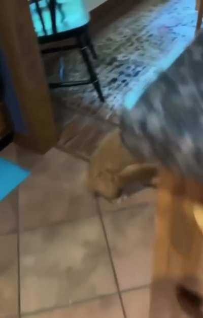 Ponytail, pack up, we're leaving🙂