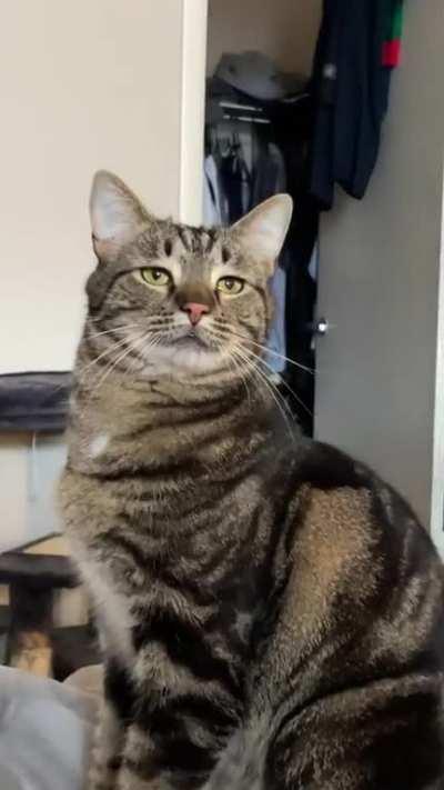 Clyde is a distinguished gentleman.