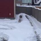 Snow Zoomies