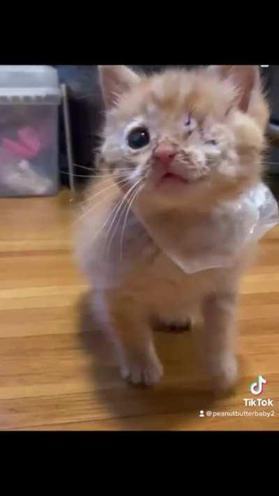 Cheddar’s story. From a sad street baby to a spoiled little man.