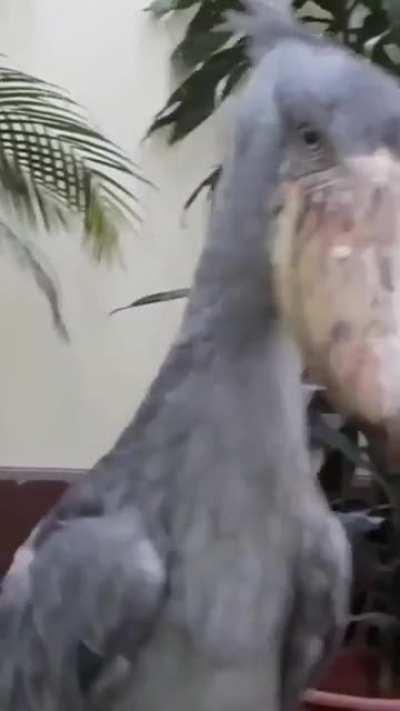 Shoebill storks performs its mating call by clacking its upper and lower bill together rapidly, creating a sound that to my ears sounds like a gun going off.