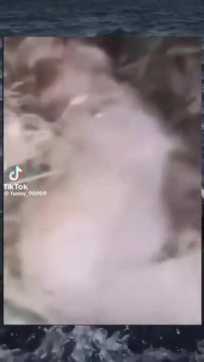 Bros last words before he die