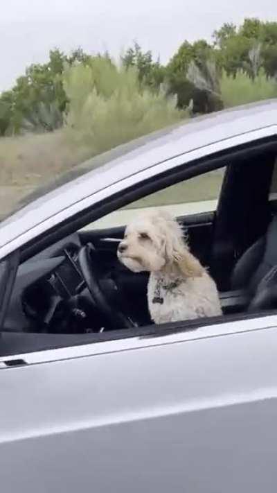 How my dog be living after moass