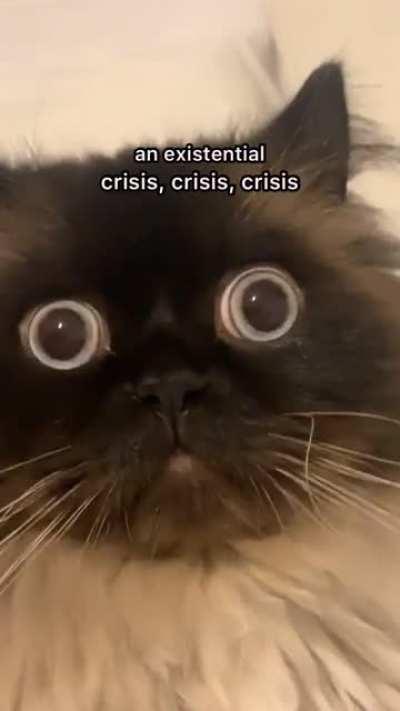 crisis, crisis, crisis