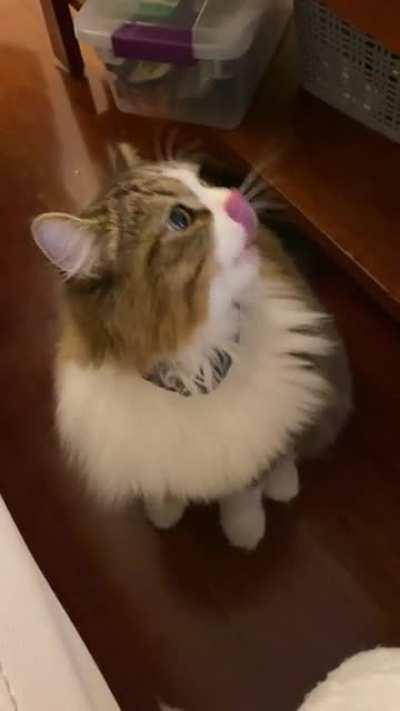 He’s got salmon purée on his nose and can’t figure out where the smell is coming from