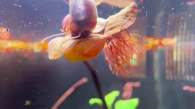 My friends named this one Snelphaba