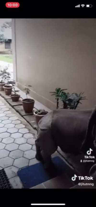 Baby rhinos just walking into house in Chitwan.