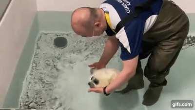 Baby seal !