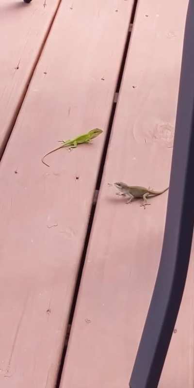 🔥 Two lizards in a standoff