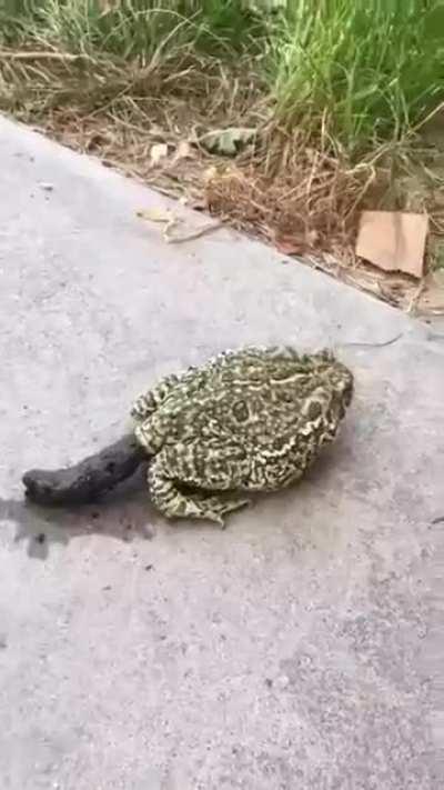 This Frog Dropping a Massive LOG