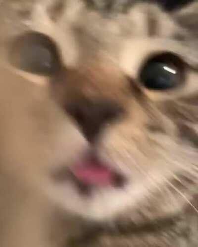 Purr purrs and bleps!