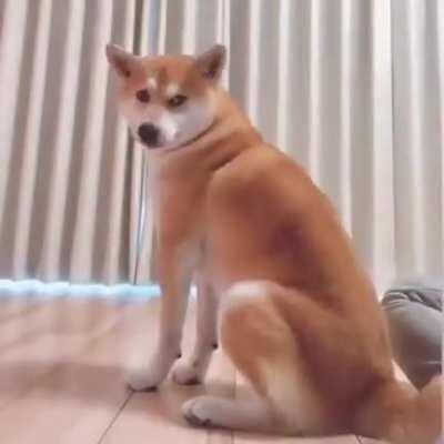 Measuring a dog vs measuring a cat