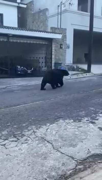 SPGG, Tierra de osos