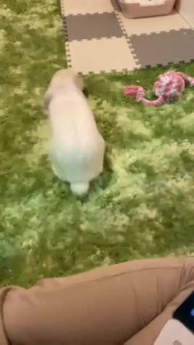 when I don’t head pat him…