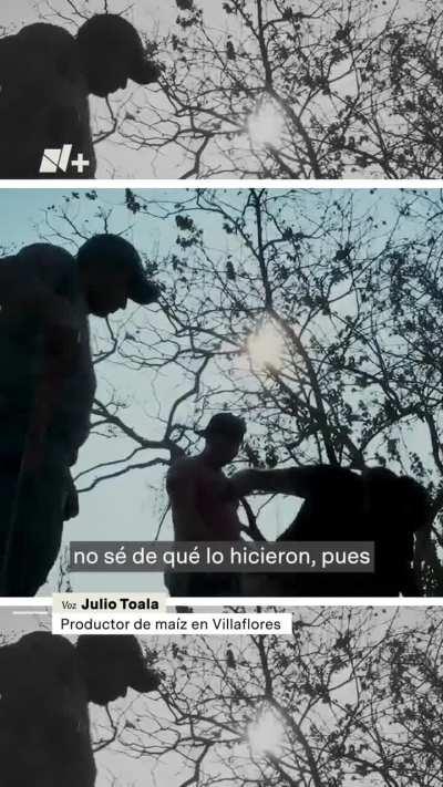 Hallan maíz podrido enterrado por Segalmex