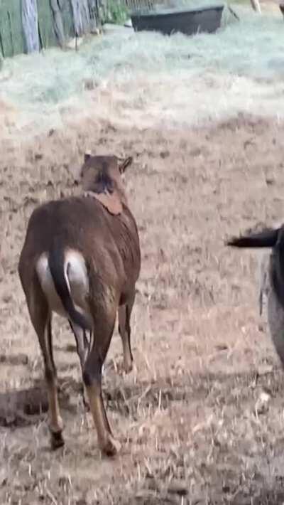 Ava the sheep being a whole lotta extra at Cloven Heart Farm Sanctuary