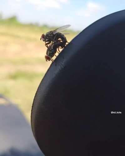 What are you doing step fly