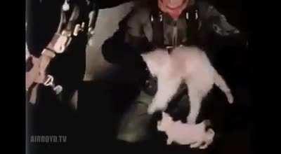 Cats in microgravity