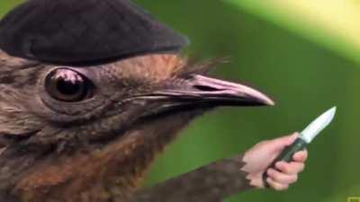 Птица лира в наших реалиях