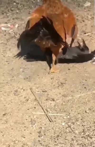 Cock brutalizes a Crow !