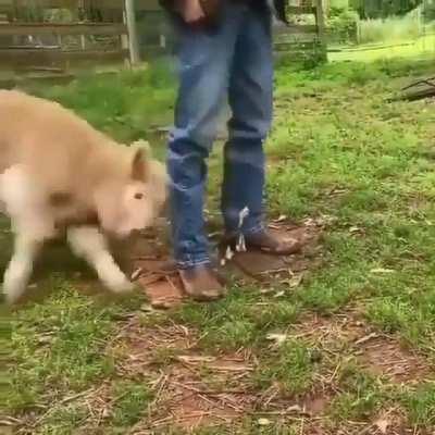 Calf wants to play