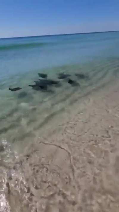 Looks like they're flying underwater